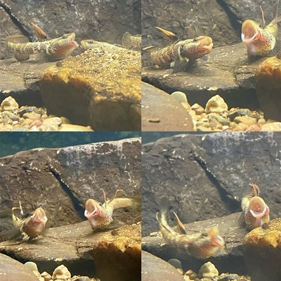 原生鱼生态冷水淡水好养耐活小型溪吻纹腮白面虾虎溪流活鱼观赏鱼