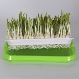 家用阳台水培蒜苗盆栽容器种蒜苗的小盆栽发芽大蒜种植种大蒜神器