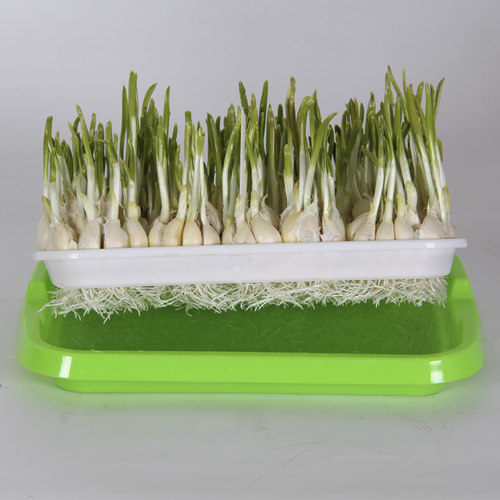 家用阳台水培蒜苗盆栽容器种蒜苗的小盆栽发芽大蒜种植种大蒜神器