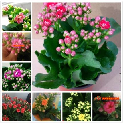 精品长寿花重瓣多肉植物成品苗【带花苞发货】室内盆栽净化空气