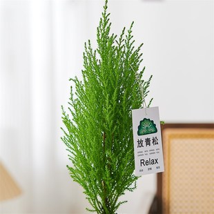 【放轻松】香松盆栽客厅办公室内桌面绿植小摆件净化空气四季好养