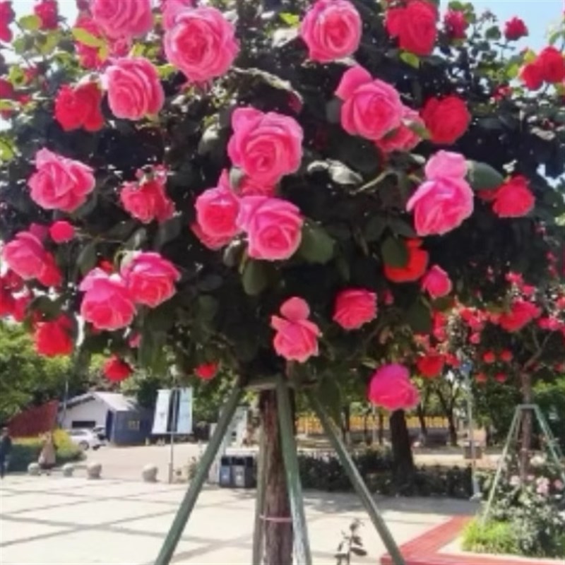 树桩月季花苗带花植物玫瑰大花浓香四季开花别墅庭院高档盆景花卉