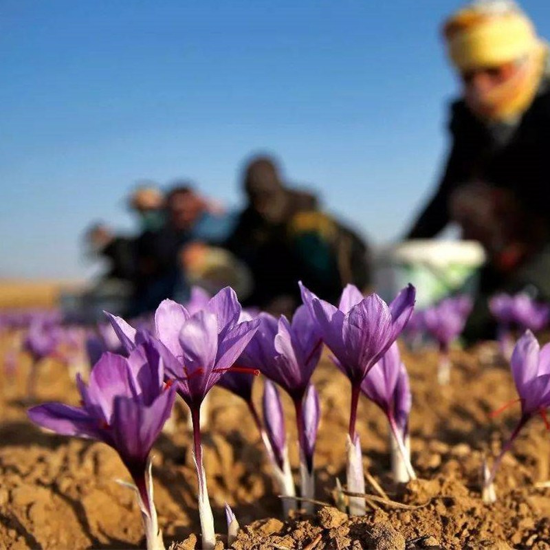 耐寒低矮耐荫多年生花卉番红花种球室外庭院公园植物易活盆栽花