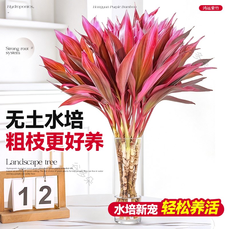 鸿运竹紫竹水培办公室内桌面绿植富贵转运竹水养带根好养懒人植物