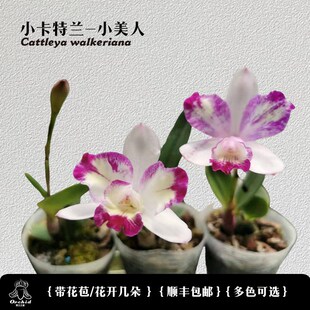 兜兰之家 迷你卡特兰-海洋之星 带花苞 矮种卡特兰洋兰桌面盆栽