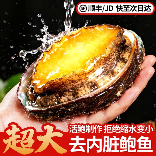 超大十头大鲍鱼去内脏免处理