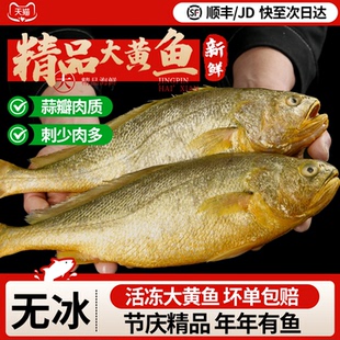 黄花鱼新鲜冷冻特大黄鱼鲜活冷冻生鲜深海鱼黄鱼宁德黄鱼商用整箱