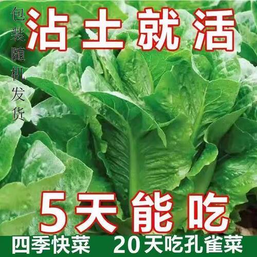 孔雀菜种子【原装正品】养生保健 直立生菜大棚庭院盆栽蔬菜种孑