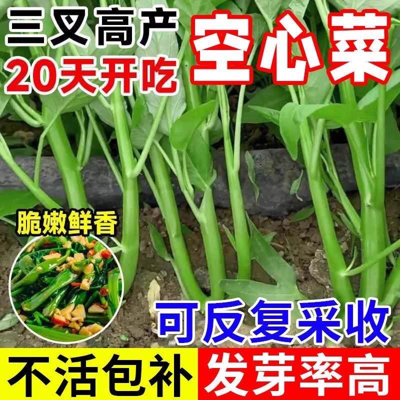 大叶三叉高产空心菜种籽子大田农家庭院四季青菜种子蔬菜种孑籽种