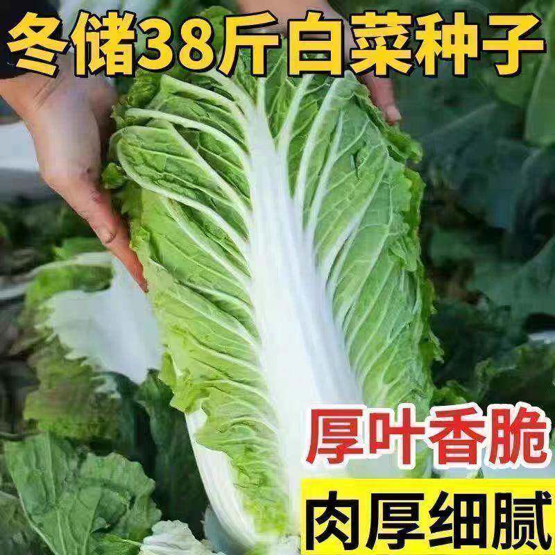 38斤越冬大白菜山东大白菜冬储大白菜抗病高产多叶白菜新鲜蔬菜
