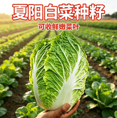 夏天抗热夏阳大白菜种子耐热小院四季蔬菜秋播耐寒白菜种籽