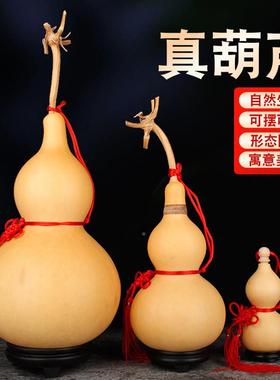 天然带特大闭口带籽真葫芦摆件门对门家龙居小葫挂芦WW00111件开