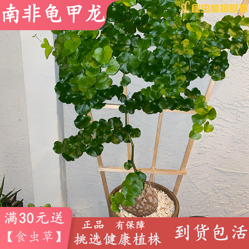 南非龟甲龙多肉植物乌龟背粗糙硬实裂纹食虫植物肉肉大龟甲龙盆栽