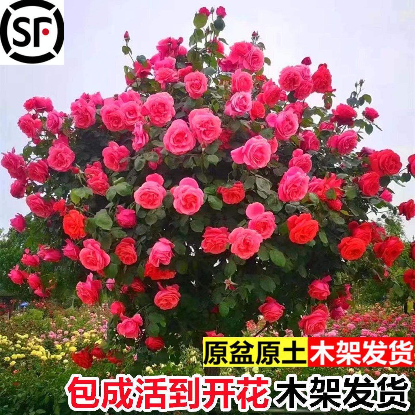 树桩月季树状特大花浓香型月季花苗老桩大型别墅庭院耐寒植物花卉