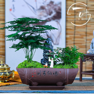 矮生小文竹小盆栽竹子室内办公室花卉绿植L盆景云竹花盆微景观植