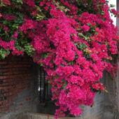 大型同安三角梅卉盆红景盆栽庭院勒杜鹃四开季 花PWE带花发花货