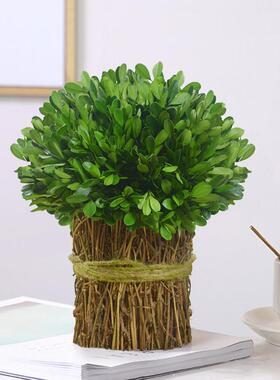 花永生黄杨植家居桌面风干真花绿ZCM树枝装饰摆件客天厅然干花束
