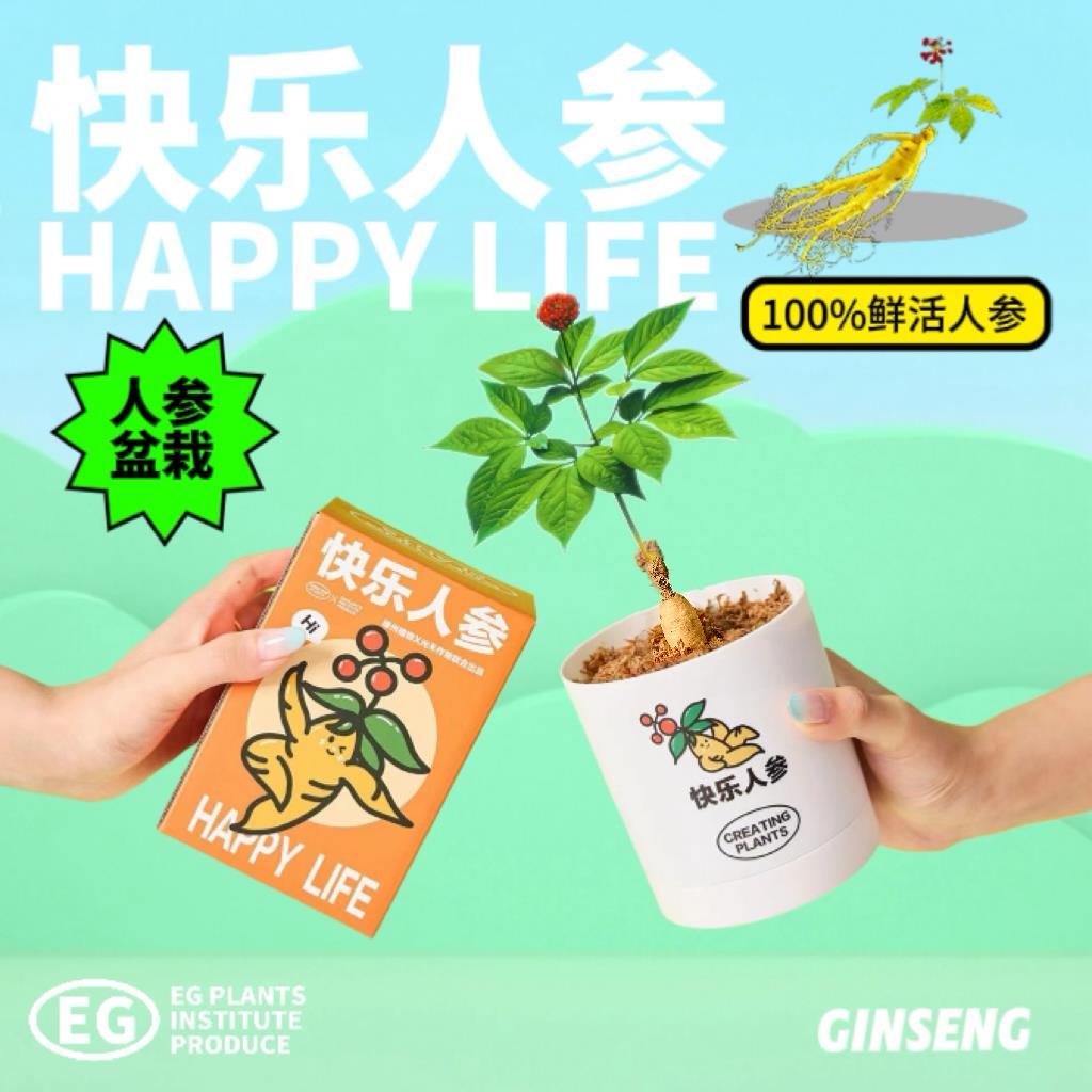 绿州快乐人参盆栽创意植物办公室桌面绿植懒人室内好养国庆节礼物