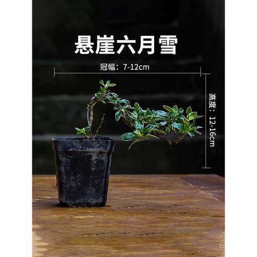 水陆缸造景植物短绒苔藓蕨类木本盆景绿植室内雨林生态缸装饰材料