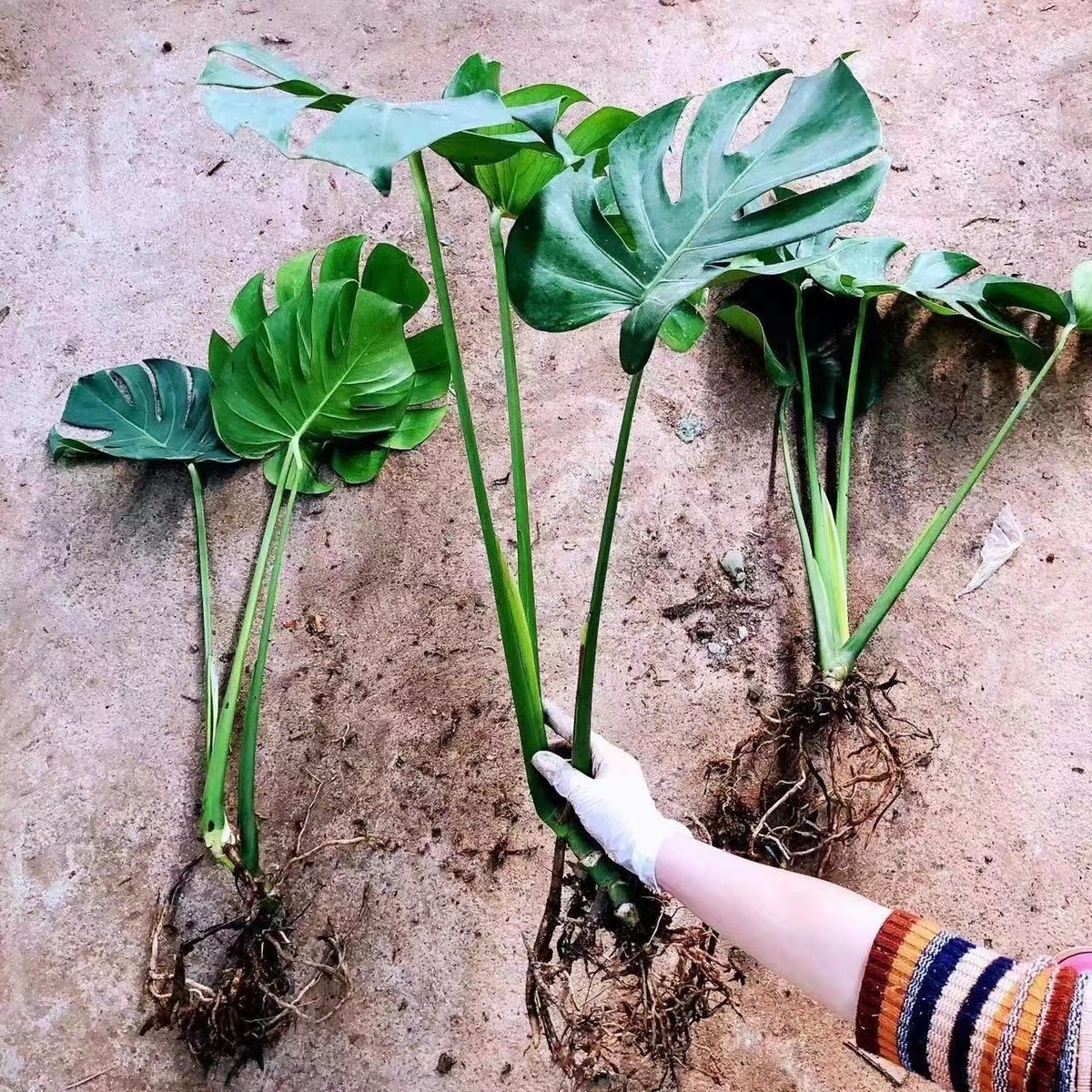 开背老桩龟背竹土水培盆栽北欧风大叶龟背竹水培水养龟背竹盆栽