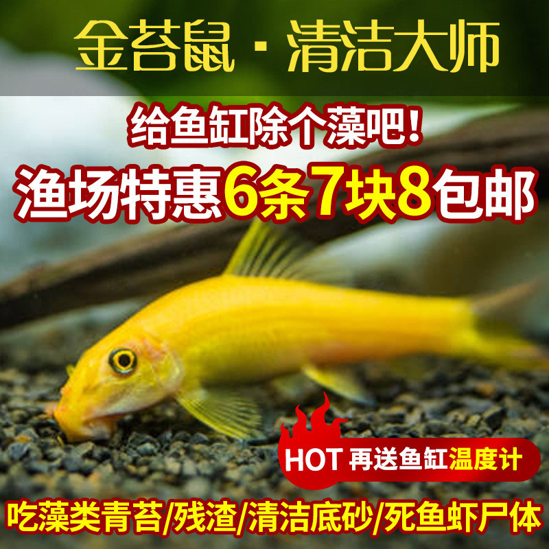 清苔鼠金苔鼠鱼热带观赏鱼清道夫鼠鱼缸除藻鱼清洁活鱼工具