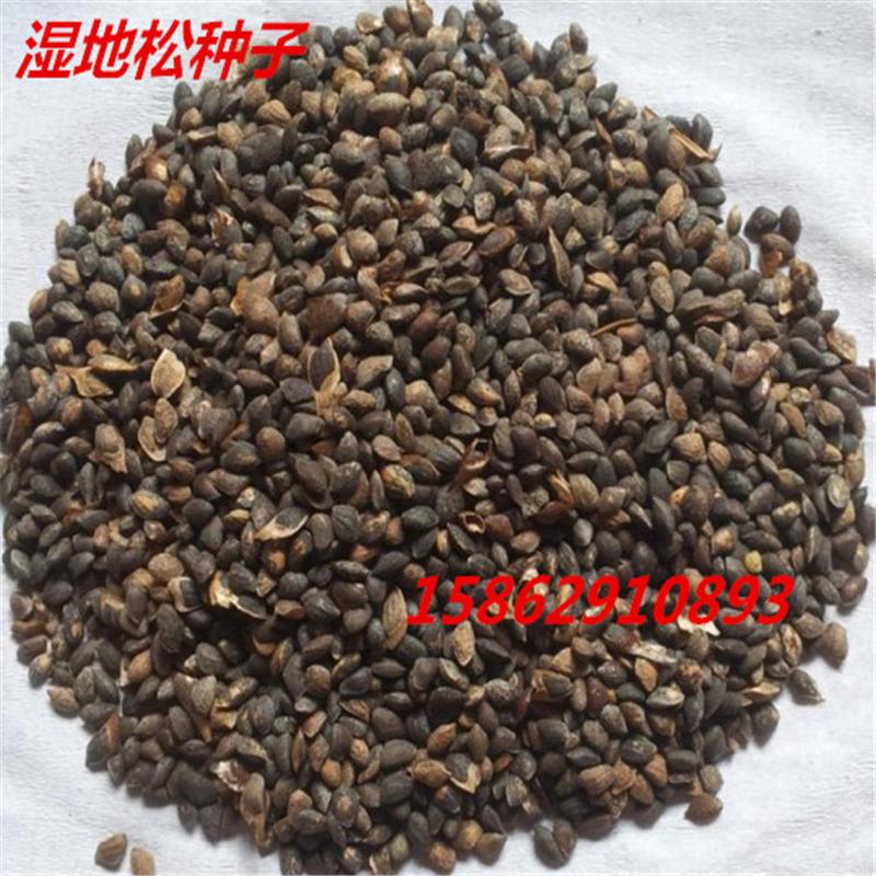 白皮松 黑松 红松 罗汉松 湿地松种子 松树种子  新种子籽仁饱满