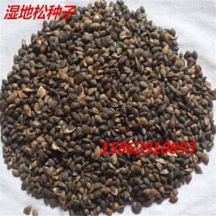 白皮松 黑松 红松 罗汉松 湿地松种子 松树种子  新种子籽仁饱满