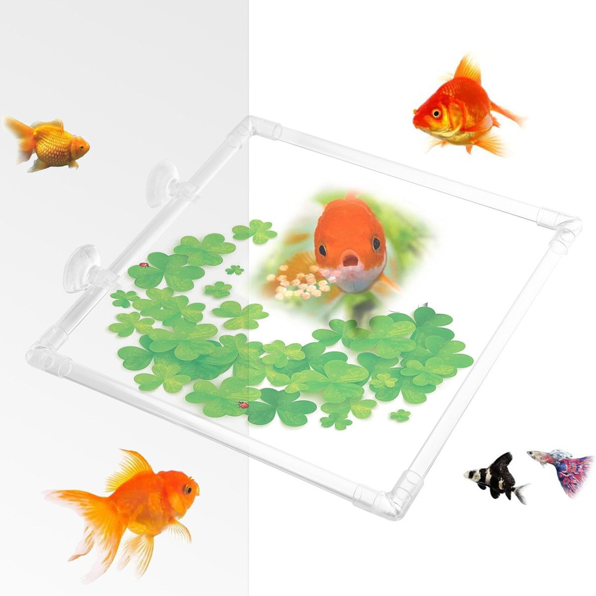 带吸盘透明圆形鱼喂食器亚克力鱼缸喂食环水族箱浮动植物围栏屏障