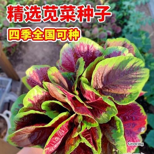 红苋菜春夏新鲜四季盆栽阳台