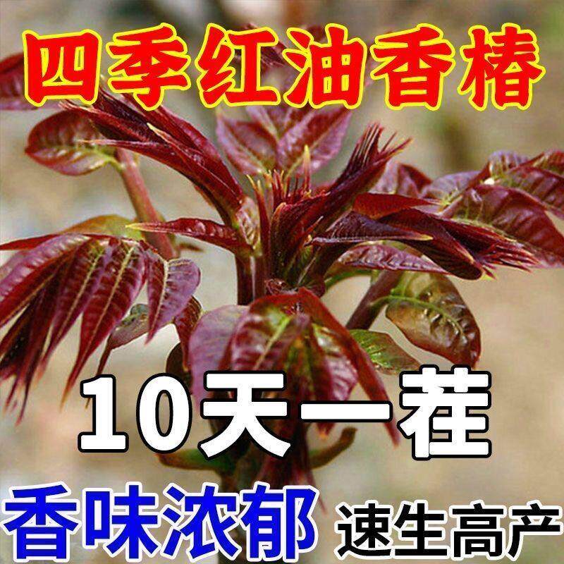 香椿种子红油香椿种子高产四季食用香椿树种子庭院阳台红香椿种籽