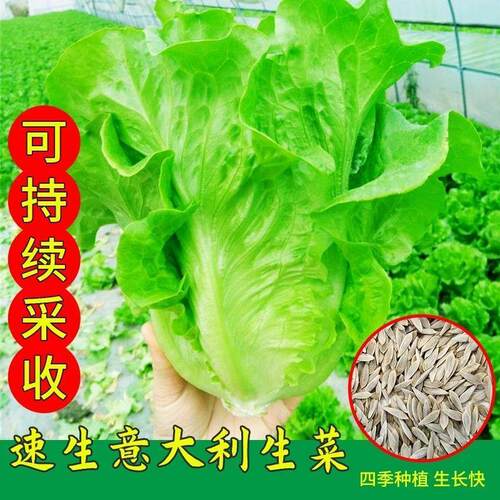 【割完又长】正宗甜脆意大利生菜种子生吃生菜籽农家蔬菜种子大全