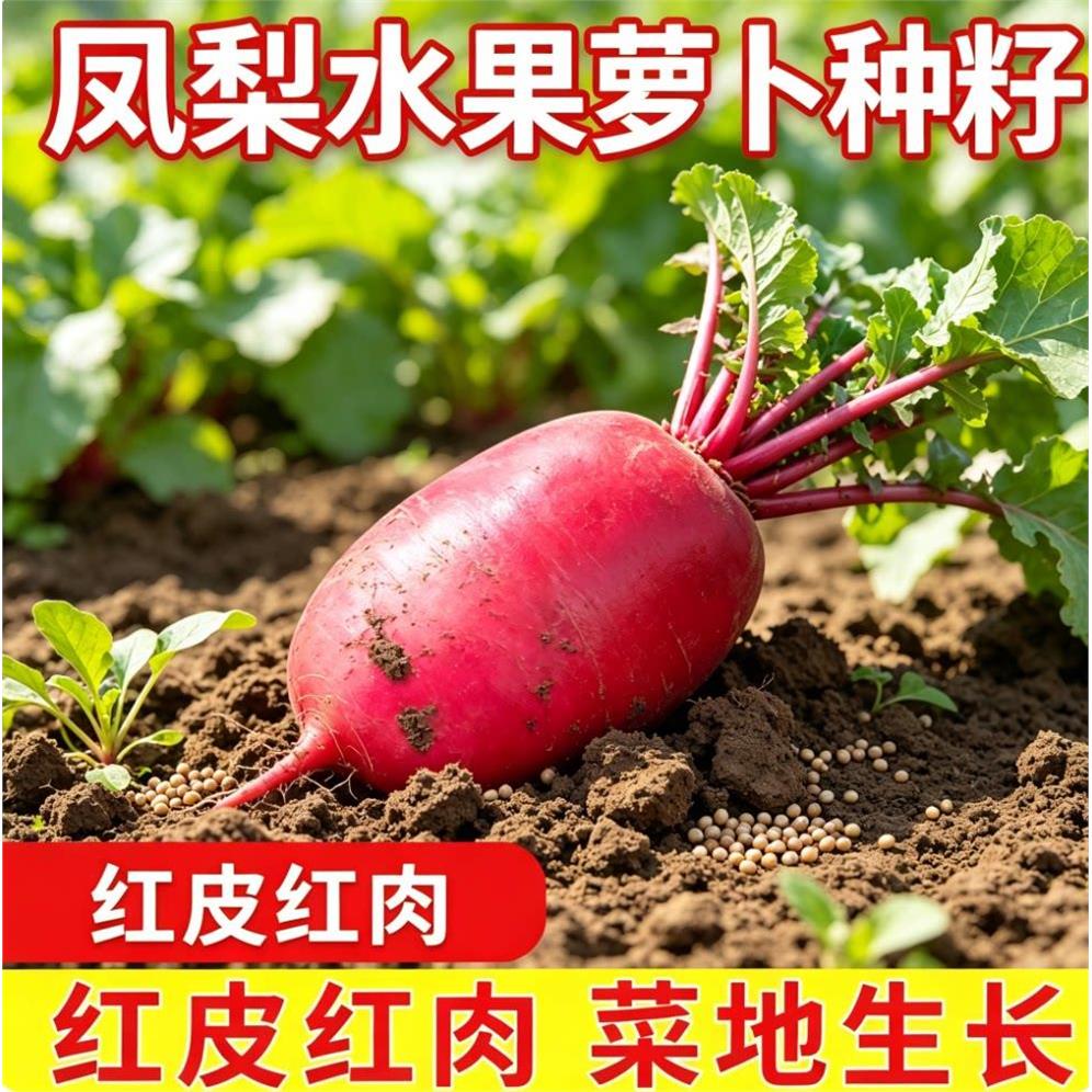 凤梨水果萝卜种籽红皮脆