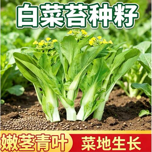 老品种白菜苔种籽苔茎脆