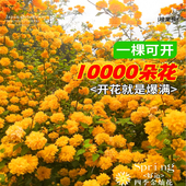 楚颂重瓣棣棠花苗盆栽庭院室内外地栽爬藤植物耐寒