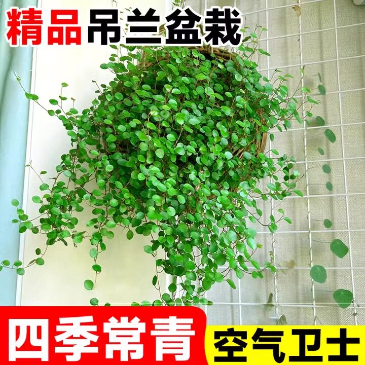千叶吊兰盆栽观叶植物面包