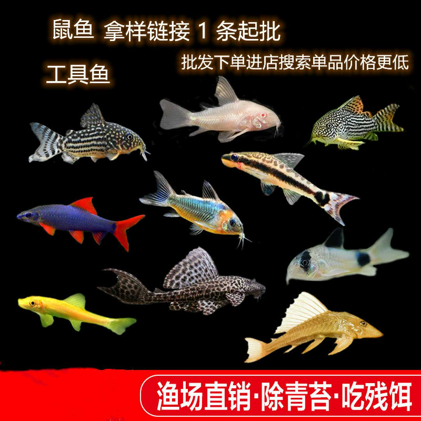 老鼠鱼清道夫垃圾除藻异形工具鱼清鱼便底栖鱼小型淡水热带鱼批发