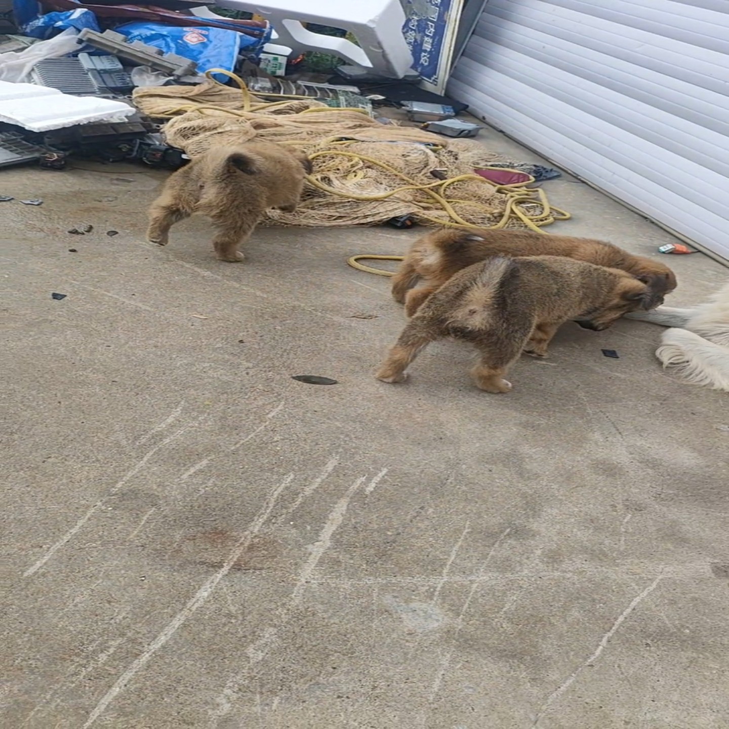 【议价】自家养的小土狗有公有母毛色漂亮性格活泼可爱小狗已经4