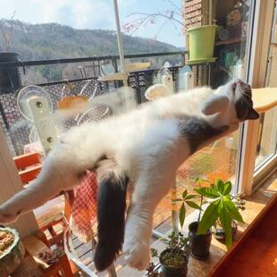 吹空调晒太阳吸盘吊床猫咪猫爬架玻璃墙壁式 免打孔多猫可用