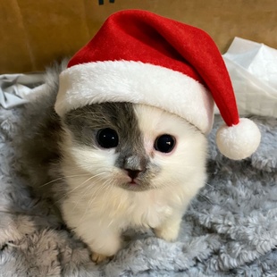 新款 圣诞氛围感宠物猫咪狗狗新年圣诞帽子鹿角帽头饰头箍2025