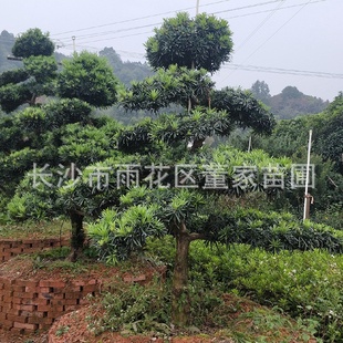 造型罗汉松8cm造型罗汉松叶片饱满层次分明 供应地径8公分