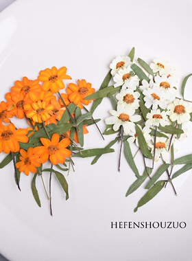 双色百日菊干花压花植物滴胶杯垫材料手工真花卡片装饰真花