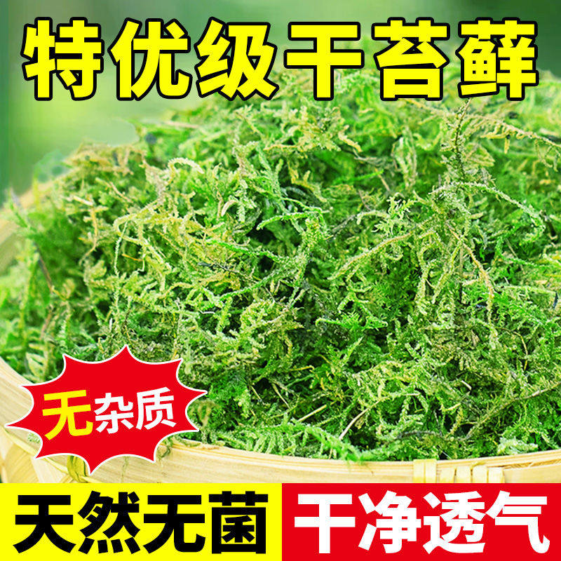 干苔藓水苔青苔兰花蝴蝶兰专用土智利毛毛虫批发石斛苔藓乌龟