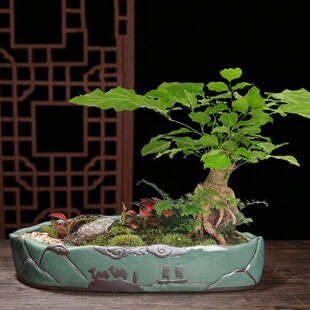 盆景花盆造景陶瓷中国风紫砂盆栽家用桌面创意绿植文竹大号哥窑盆