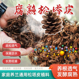 腐熟松塔皮松塔壳松塔筋君子兰兰花专用土营养颗粒植料优于松