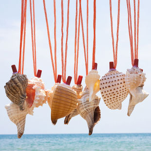 天然海螺号喇叭口哨儿童吹号玩具小螺号创意礼物大海螺号角