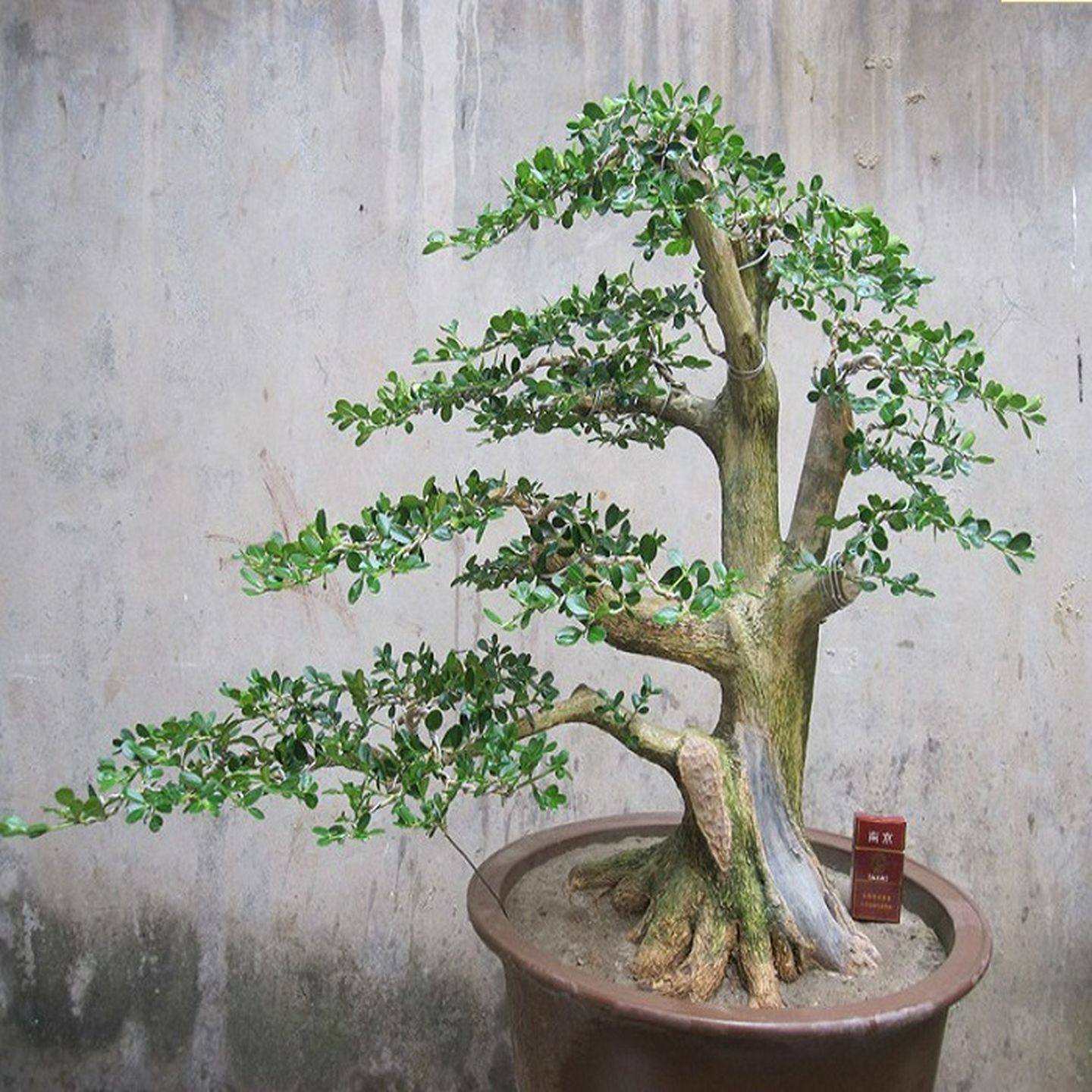 白皮黄杨盆栽小叶黄杨盆景桩树苗造型独特叶色优美黄杨盆景