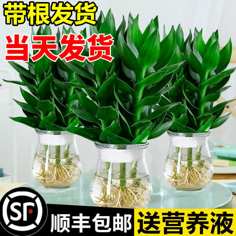 观音竹富贵竹水培植物带根花卉绿植绿萝室内盆栽转运竹带花瓶