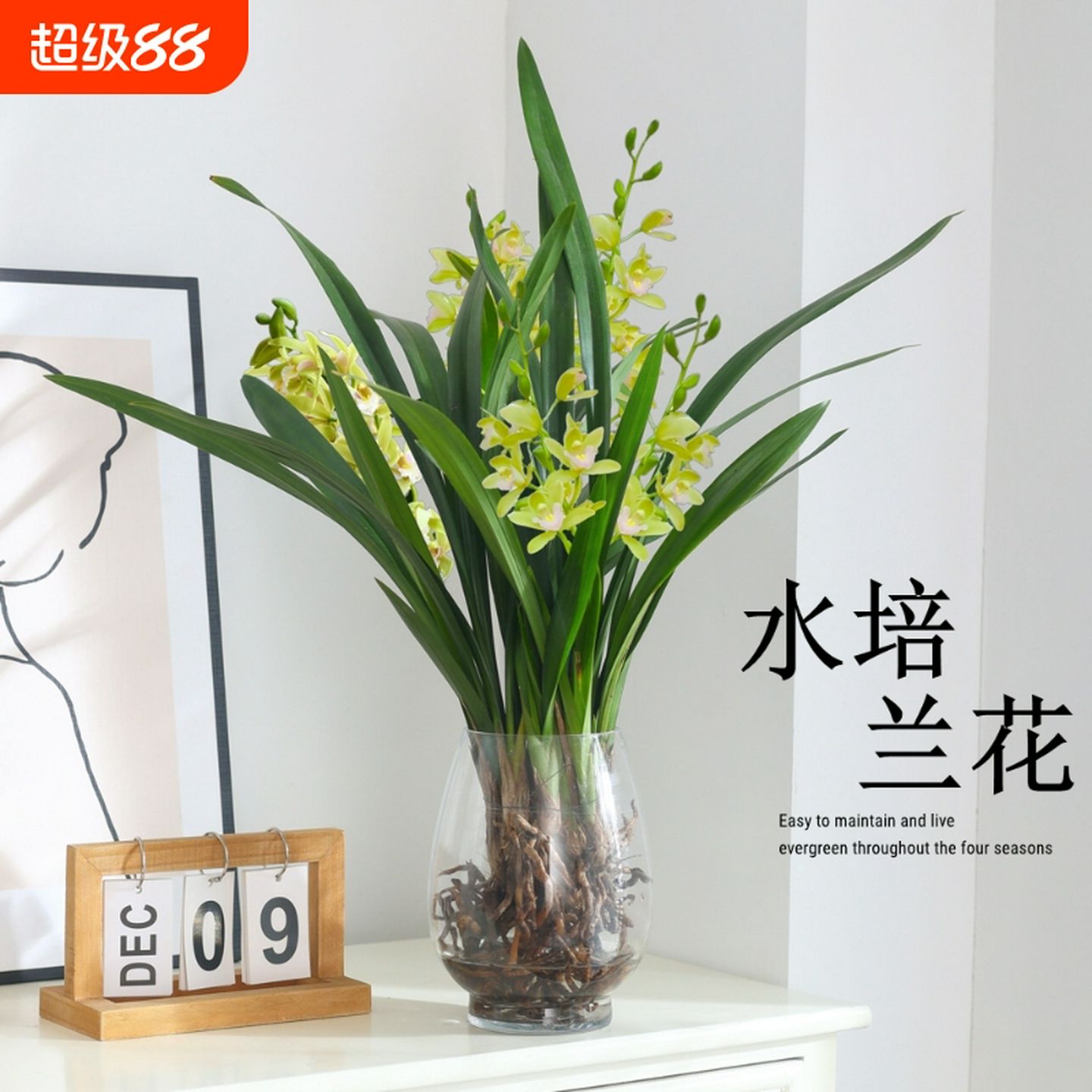 水培植物墨兰文心兰盆栽客厅室内好养蝴蝶兰绿植盆景花卉阳台开花