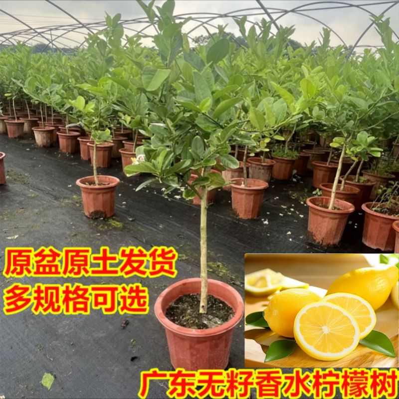 香水柠檬树盆栽树苗带果可食用籽青柠檬四季结果室内客厅大