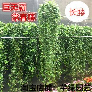 长藤大号常春藤盆栽室内吊兰垂吊爬藤植物绿植长藤黄金葛爬墙去甲